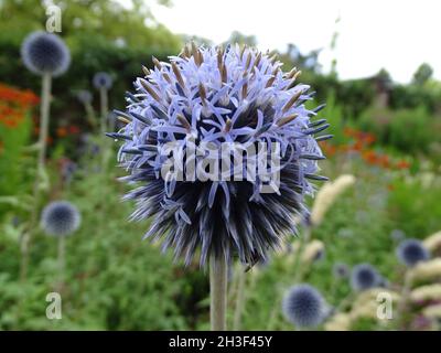 Nahaufnahme von Echinops sphaerocephalus. Allgemein bekannt als Drüsendistel. Stockfoto