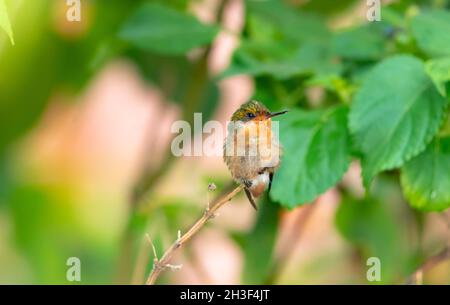 Kleiner flauschiger weiblicher getuftete Coquette-Kolibri, Lophornis ornatus, zweitkleinster Vogel der Welt, der sich in einer Lantana-Pflanze ausweidet Stockfoto