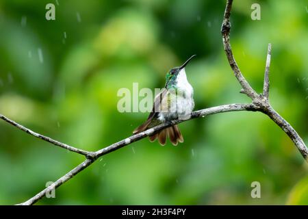 Der Smaragd-Kolibri mit weißem Chested, Amazilia brevirostris, Baden und Aufbrüten in einem tropischen Regensturm mit Regentropfen und grünem Hintergrund. Stockfoto