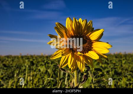Sonnenblume im Fokus in einem Bauernfeld von Sonnenblumen mit blauem Himmel Stockfoto