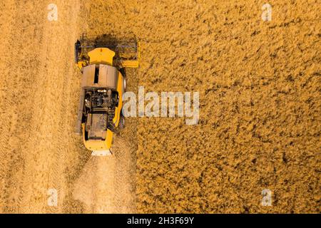 Draufsicht auf einen Mähdrescher, der Weizen von einem Feld erntet Stockfoto