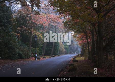 Herbstallee in einem Park, Sutton Coldfield, Großbritannien Stockfoto