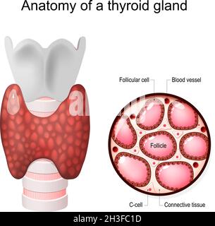 Anatomie einer Schilddrüse. Nahaufnahme der Schilddrüsenfollikelstruktur mit follikulären Zellen, C-Zellen und Bindegewebe. Vektorgrafik Stock Vektor