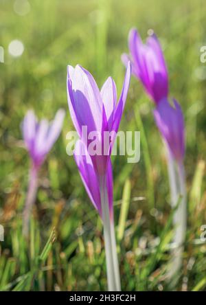 Herbstcrocus oder Wiesensafran (Colchicum autumnale) Bayern, Deutschland, Europa Stockfoto