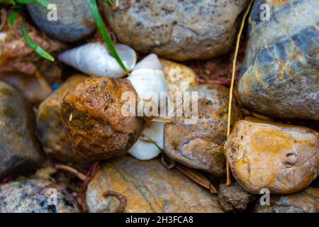 Schnecke kriecht von einem nassen Felsen zu einem anderen Stockfoto