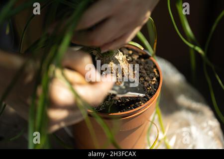 Gartenarbeit im Haus. Blumenpflege, Nolina, Pferdeschwanz-Handfläche. Stockfoto