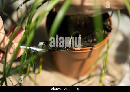 Gartenarbeit im Haus. Blumenpflege, Nolina, Pferdeschwanz-Handfläche. Stockfoto