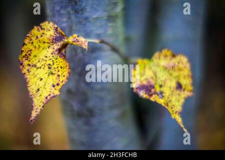 Posen, Wielkopolska, Polen. Oktober 2021. Herbst in Posen, Polen. Auf dem Bild: Nachbarschaft in der Nähe des Rusalka-Sees. NUR ZUR VERWENDUNG mit EDYTORIAL (Bildnachweis: © Dawid Tatarkiewicz/ZUMA Press Wire) Stockfoto