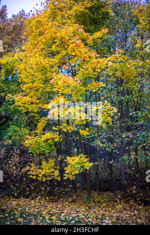 Posen, Wielkopolska, Polen. Oktober 2021. Herbst in Posen, Polen. Auf dem Bild: Nachbarschaft in der Nähe des Rusalka-Sees. NUR ZUR VERWENDUNG mit EDYTORIAL (Bildnachweis: © Dawid Tatarkiewicz/ZUMA Press Wire) Stockfoto