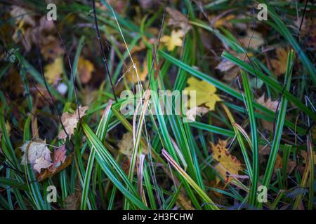 Posen, Wielkopolska, Polen. Oktober 2021. Herbst in Posen, Polen. Auf dem Bild: Nachbarschaft in der Nähe des Rusalka-Sees. NUR ZUR VERWENDUNG mit EDYTORIAL (Bildnachweis: © Dawid Tatarkiewicz/ZUMA Press Wire) Stockfoto