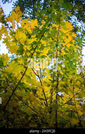 Posen, Wielkopolska, Polen. Oktober 2021. Herbst in Posen, Polen. Auf dem Bild: Nachbarschaft in der Nähe des Rusalka-Sees. NUR ZUR VERWENDUNG mit EDYTORIAL (Bildnachweis: © Dawid Tatarkiewicz/ZUMA Press Wire) Stockfoto