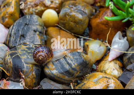 Schnecke krabbelt auf nassen bunten Felsen Stockfoto