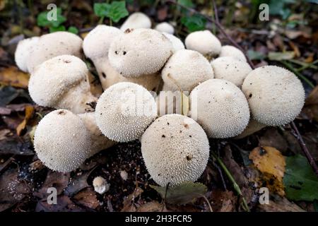 Gewöhnliche Puffball-Pilze (Lycoperdon perlatum), Großbritannien. Stockfoto