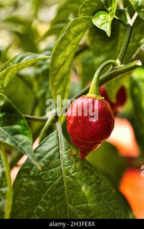 Frische rote jalapeño-Pfefferfrucht auf einem Busch mit sichtbaren Details.Schließen, vertikale Ansicht. Stockfoto