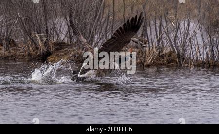 Eine Kanadagane (Branta canadensis), die aus dem Wasser in Michigan, USA, abzieht. Stockfoto