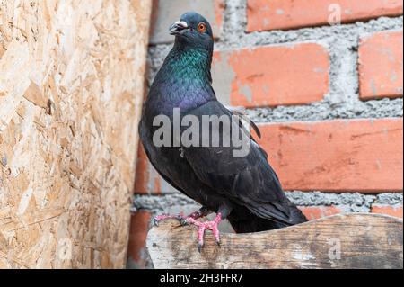 Lustige Taube, die aussieht, als würde sie sprechen Stockfoto