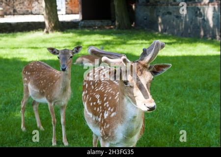 Europäischer Damhirsch (Dama Dama) Stockfoto