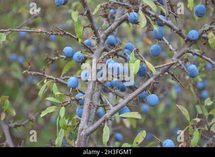 Schlehdorn Prunus spinosa mit reifen Früchten im Spätsommer. Rosengewächse Familie Strauch, bekannt für den Likör mit seinen Früchten hergestellt. La Cienz, Spanien. Stockfoto