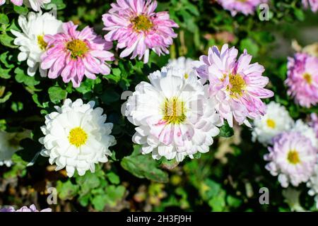 Viele lebendige rosa und weiße Chrysanthemum x Morifolium Blumen in einem Gartentopf in einem sonnigen Herbsttag, schöne bunte Outdoor-Hintergrund fotografiert Stockfoto