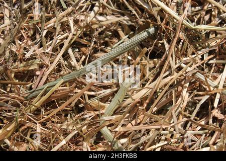 Trockenes, weiches Heu aus nächster Nähe Stockfoto