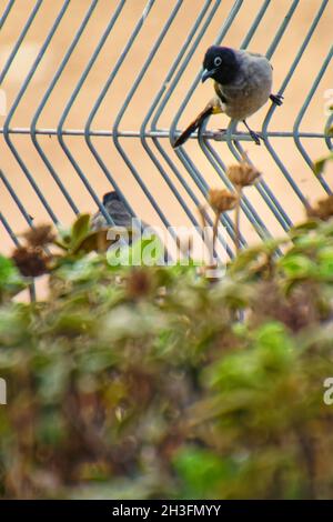 Rußiger Bulbul in der Natur Thailands. Stockfoto