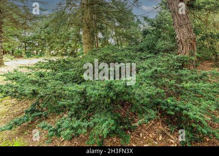 glanzmispel fotos Purpur-Glanzmispel 'Red Robin' Strauchform | kaufen main image 1