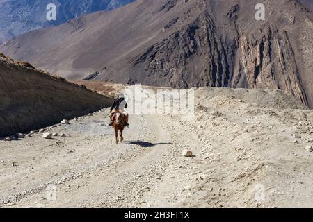 Kagbeni, Mustang District, Nepal - 19. November 2016: Nepalesischer Reiter auf einem Pferd reitet auf einer Straße im Himalaya. Muktinath Sadak Stockfoto