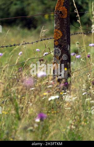 Flechten bedeckt Zaunpfosten umgeben von wilden Blumen weht in der Brise. Wilde Blumen enthalten sind scheußliche, Knaps und Butterblumen unter den Wil Stockfoto