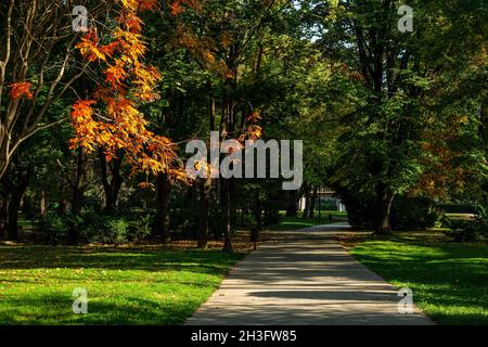 Der Baum mit leuchtend orangefarbenen Herbstblättern wird von der Abendsonne hell erleuchtet. Bäume werfen lange Schatten auf den asphaltierten Fußweg in einer öffentlichen Parkallee. Stockfoto
