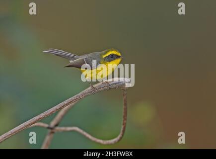 Gelbbauchige Fee-Fantail (Chelidorhynx hypoxantha) erwachsenes Männchen, das auf dünnem Zweig des Eaglenest Wildlife Sanctuary, Arunachal Pradesh, Indien, thront Stockfoto