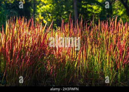 Ornamentales japanisches Blutgras oder Imperata cylindrica Rubra mit Hintergrundbeleuchtung und Abendsonne im Freien. Mehrjährige Pflanze mit leuchtend roten Spitzen verblassen zu grün. Stockfoto