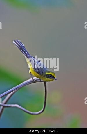 Gelbbauchige Fee-Fantail (Chelidorhynx hypoxantha) erwachsenes Männchen, das auf dünnem Zweig des Eaglenest Wildlife Sanctuary, Arunachal Pradesh, Indien, thront Stockfoto