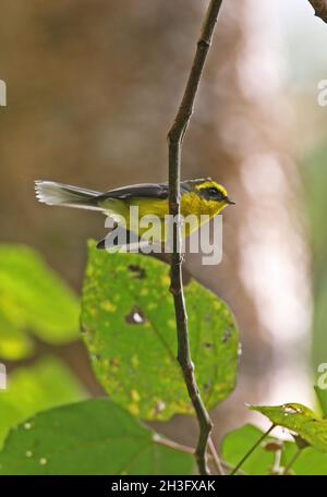 Gelbbauchfantail (Chelidorhynx hypoxantha) Erwachsener auf dünnem Ast Eaglenest Wildlife Sanctuary, Arunachal Pradesh, Indien Ja Stockfoto