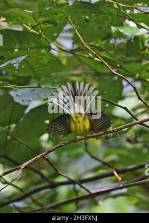 Gelbbauchfantail (Chelidorhynx hypoxantha) Erwachsener, der in einem Baum thront und mit Schwanz gefrästem Eaglenest Wildlife Sanctuary, Arunachal Prade, zeigt Stockfoto