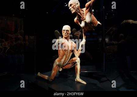 Madrid, Spanien. Oktober 2021. Mirror the Times exemples Seen during the Exhibition.'Body Worlds, the Rhythm of Life' Ausstellung des deutschen Anatomen Gunther von Hagens, die sich mit dem Einfluss des Lebens im 21. Jahrhundert auf den menschlichen Körper im Raum 5.! Von Ifema beschäftigt. Anatomieproben umfassen über 200 plastinierte Proben, einschließlich Vollkörper und Körperkonfigurationen. (Foto: Atilano Garcia/SOPA Images/Sipa USA) Quelle: SIPA USA/Alamy Live News Stockfoto