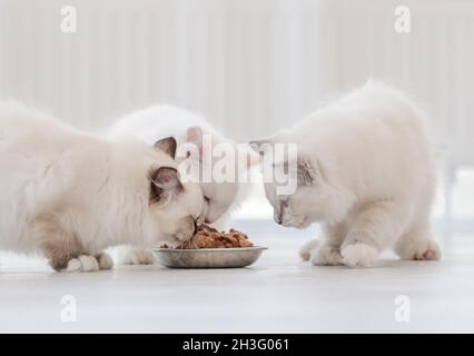 Ragdoll-Katzen im hellen Raum Stockfoto
