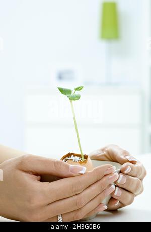 Weibliche Hände halten grüne Pflanze Stockfoto