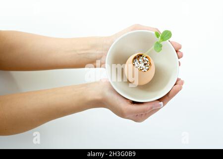 Weibliche Hände halten grüne Pflanze Stockfoto
