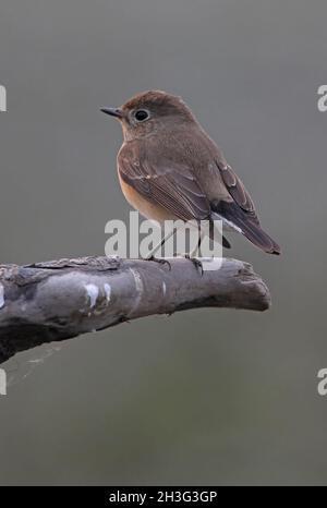 Rotkehlchen-Fliegenfänger (Ficedula albicilla) erster Winter auf dem toten Ast Koshi Tappu, Nepal Januar Stockfoto