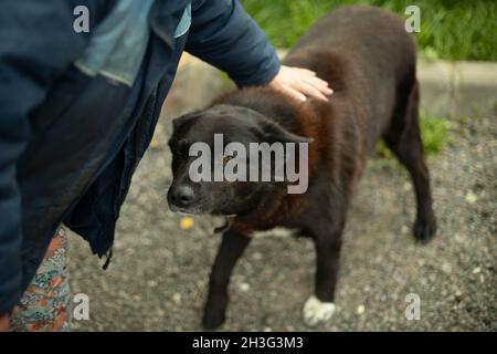 Ein Mann streichelt einen Hund. Das Tier liebt Zuneigung. Die Hand der Frau berührt die Wolle. Ein Hund ohne Zuhause. Stockfoto