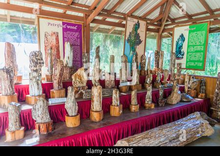 PYIN OO LWIN, MYANMAR - 29. NOVEMBER 2016: Ausstellung aus versteinertem Holz im Botanischen Garten von Kandawgyi in Pyin Oo Lwin, Myanmar Stockfoto