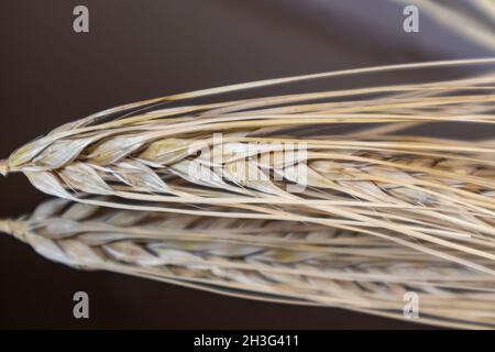 Gold trockene Weizenstrohhalme Spikes Nahaufnahme auf Spiegelglas Hintergrund mit Reflexion. Landwirtschaft Getreide Samen, Sommer Erntezeit Stockfoto