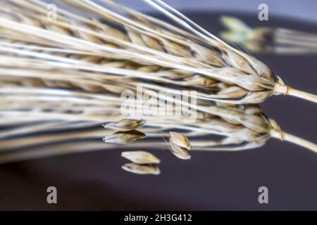 Gold trockene Weizenstrohhalme Stacheln mit Samen auf Spiegelglas mit Reflexion und verschwommenem Hintergrund. Landwirtschaft Getreidepflanzen, Sommer Erntezeit Stockfoto