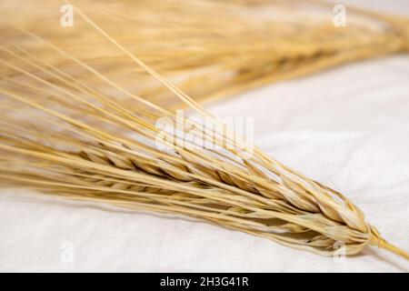 Gold trockener Weizen stroht Ohren auf weißem Stoff Hintergrund Nahaufnahme. Landwirtschaft Getreidepflanzen, Ernte aus Sommerfeld Stockfoto