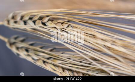 Goldene Weizenstrohhalme spießen Nahaufnahme auf spiegelndem dunklen Glashintergrund mit Spiegelung. Landwirtschaft Ernte Samen Spikelets, Sommer Erntezeit Stockfoto