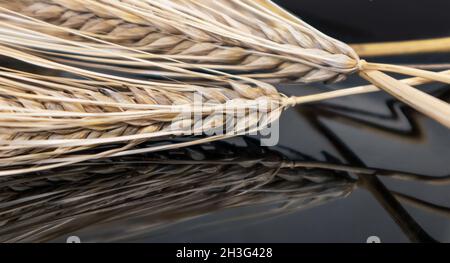 Gold trockene Weizenstrohhalme Spikes Nahaufnahme auf Spiegelhintergrund mit Reflexion. Landwirtschaft Getreide Pflanzen Samen, Sommer Erntezeit Stockfoto