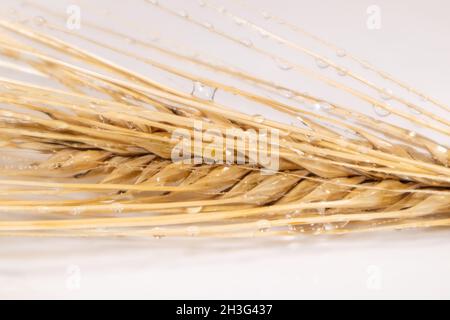 Goldfarbene, trockene Weizenstrohhalme spikes Wasser aus der Nähe auf weißem Hintergrund. Landwirtschaft Getreide Samen Spikelets, Sommer Erntezeit Stockfoto