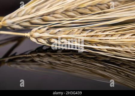 Goldene Weizenstrohhalme Spikes Nahaufnahme auf schwarzem Spiegelhintergrund mit Spiegelung. Landwirtschaft Getreide Pflanzen Samen Spikelets, Sommer Erntezeit Stockfoto