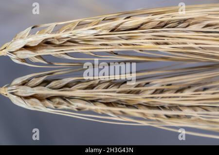 Gold trockene Weizenstrohhalme Spikes Nahaufnahme auf Spiegelglas Hintergrund mit Reflexion. Landwirtschaft Pflanzen Samen Kerne, Sommerernte Stockfoto