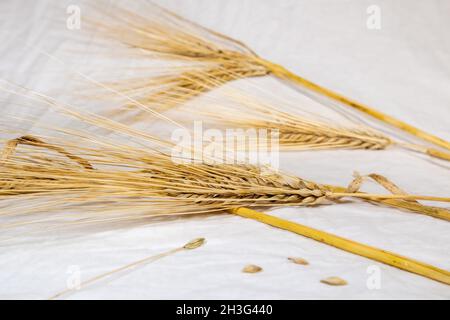 Goldfarbene, trockene Weizenstrohhalme, Spikes auf weißem Stoffhintergrund, Nahaufnahme. Landwirtschaft Getreide Kerne, Ernte aus Sommerfeld Stockfoto